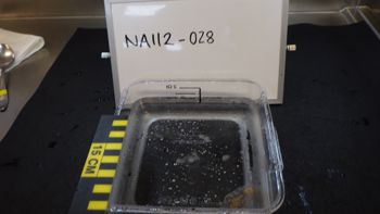 Media type: image;   Invertebrate Zoology 153394 Description: Live specimen.;